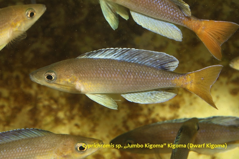 Cyprichromis sp. 'dwarf jumbo' Kigoma